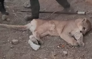 puma-la-quiaca