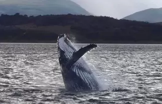 ballena