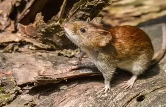 raton-fiebre-hemorragica-argentina-
