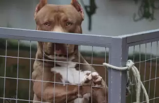 perro-pitbull