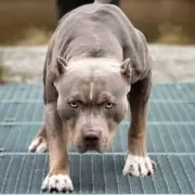 Un niño de 8 años fue atacado por un pitbull en Jujuy: informaron sobre su estado de salud