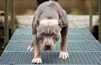 pitbull