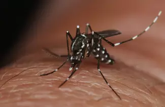 dengue
