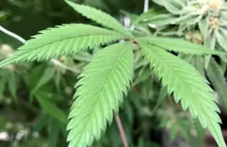 planta-de-cannabis