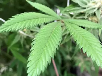 planta-de-cannabis