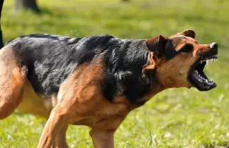 ataque-de-perros
