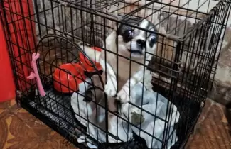 rescataron-perros-villa-crespo