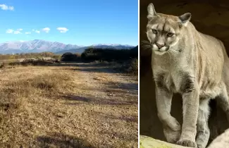 puma-higuerillas