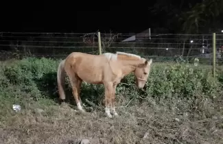 caballo-avenida-illia-