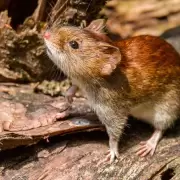 Confirmaron un caso de hantavirus en un hombre que viaj� recientemente a Jujuy y Salta