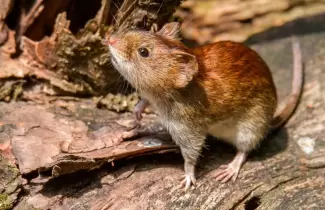 hantavirus