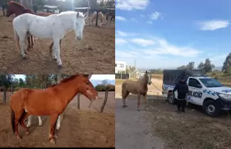 caballos-equinos-secuestro