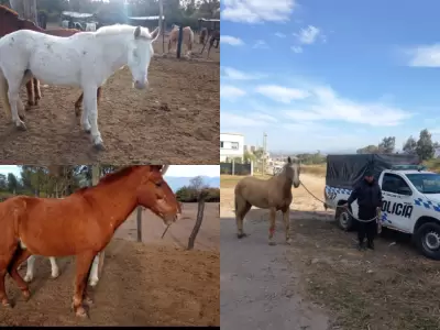 caballos-equinos-secuestro