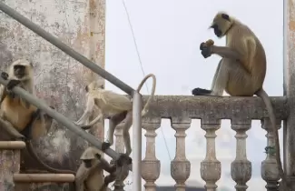 monos-india-imagen-internacional-