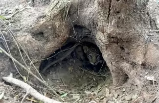 yaguarete-esteros-ibera