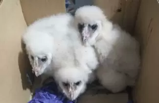 pichones