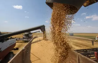 cereales-campo-