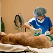 San Salvador de Jujuy: este año estiman esterilizar a más de 10 mil mascotas