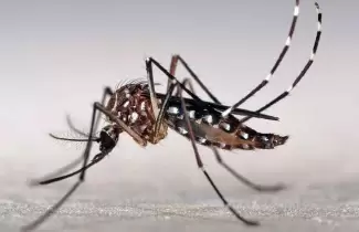 mosquito