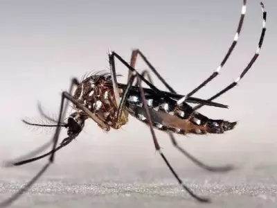 mosquito