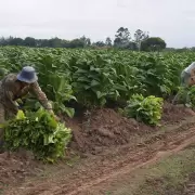 Productores de Jujuy buscan definir el precio del tabaco para la nueva campaa: "No cierran los nmeros"