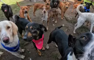 adopcion-de-perros