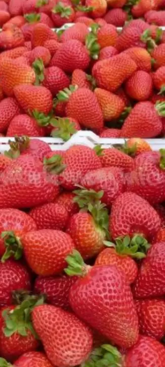 Frutilla