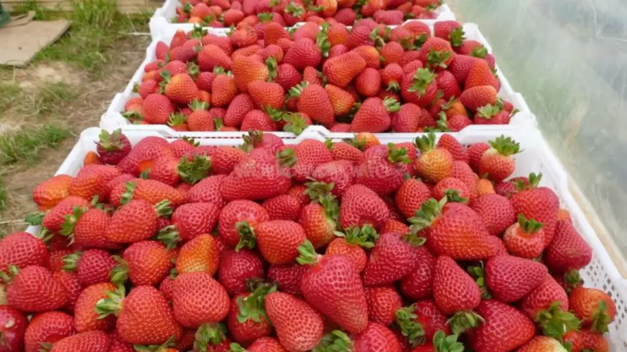Frutilla