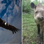 La Legislatura se encamina a declarar Monumento Natural al cóndor andino y al tapir