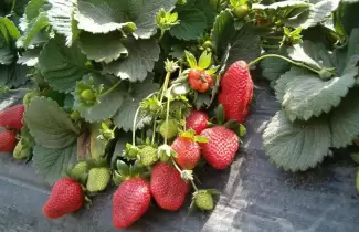 frutillas-cosecha-