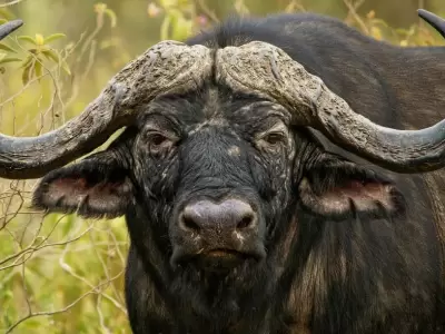 bufalo-
