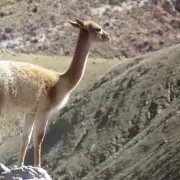 Preocupa la caza furtiva de vicuñas en la Puna jujeña: encontraron 20 animales muertos