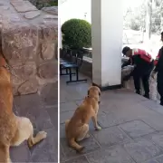 Humahuaca: rescataron a un perro que tenía su cabeza atrapada en una pared