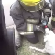 Heroico rescate: bomberos salvaron a un perro de morir en un incendio