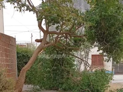 caida de arbol