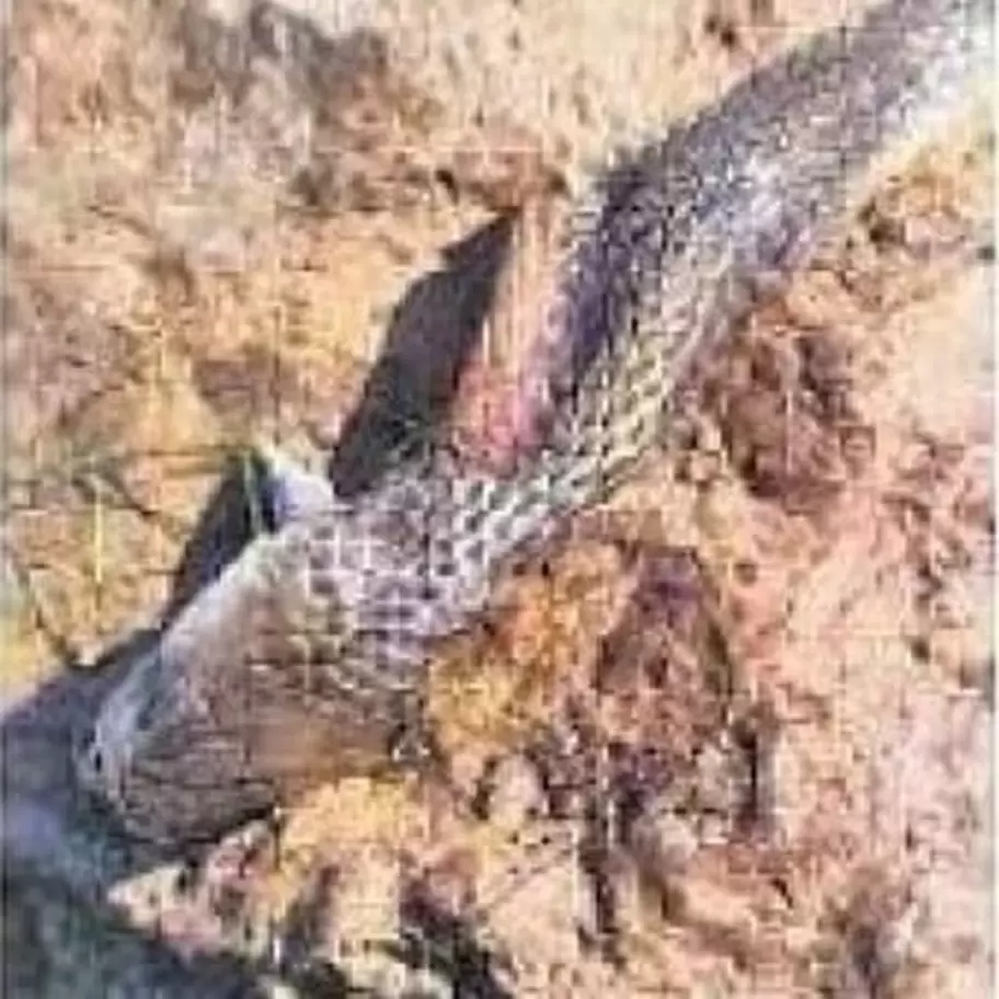 La serpiente muerta tras los dos mordiscos del niño