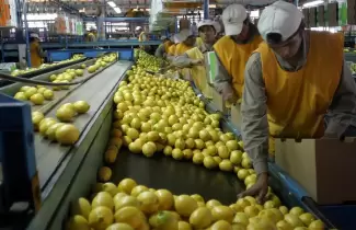 Productores de limones