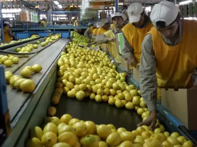 Productores de limones