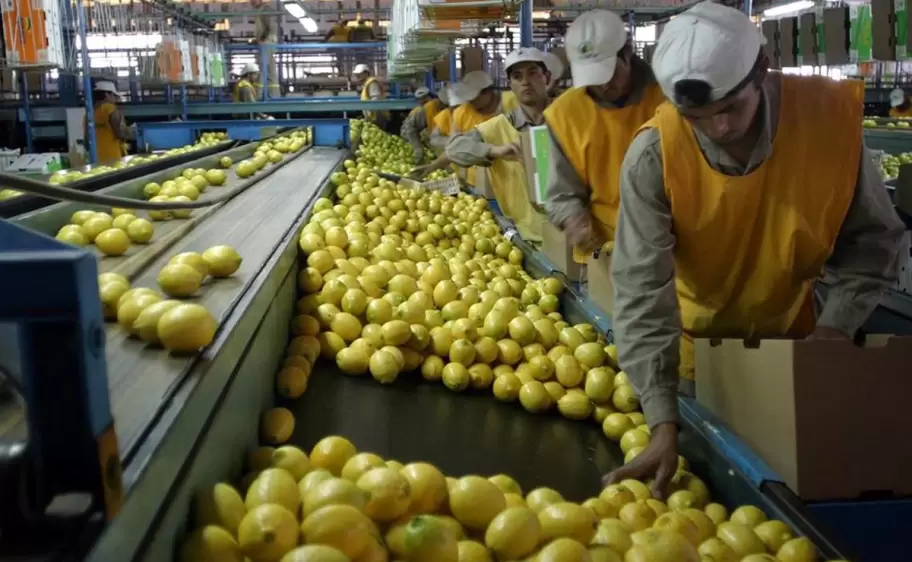 Productores de limones