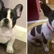 Compró un perro bulldog francés pero cuando creció se encontró con una sorpresa