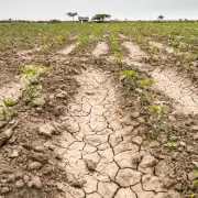 Jujuy, entre las provincias más afectadas por la sequía donde se prevén pérdidas millonarias