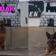 Se jubilaron Hairak y Firpo, dos perros del Servicio Penitenciario de Jujuy