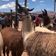 Por las heladas, podra haber sobreproduccin de carne en la Quebrada y Puna