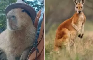 Memes Argentina Australia