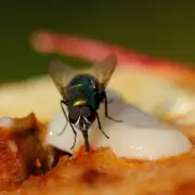 C�mo reconocer la barig�is, la mosca que muerde y deja picaduras molestas por varios d�as