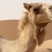 Qué es el "virus del camello" que afecta a los jugadores de Francia