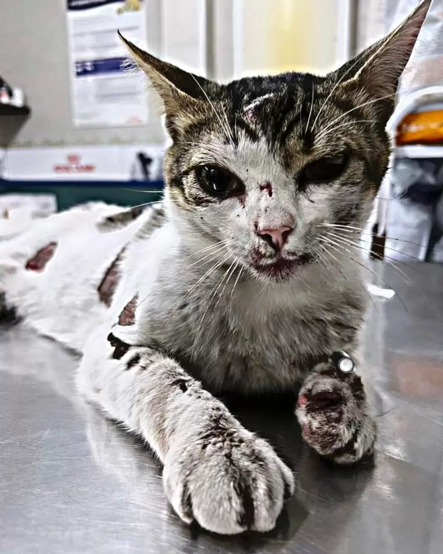 maltrato animal (1)