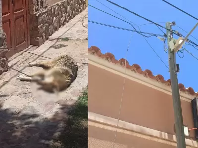 Perro electrocutado en Humahuaca