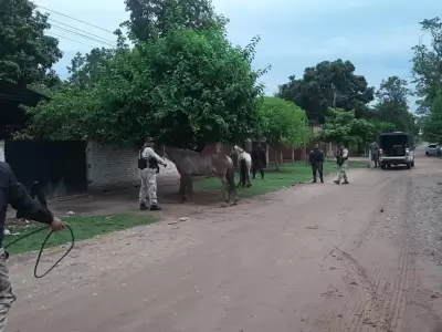 secuestro de caballos