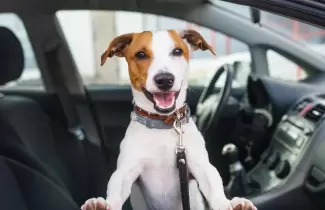 Perro en auto